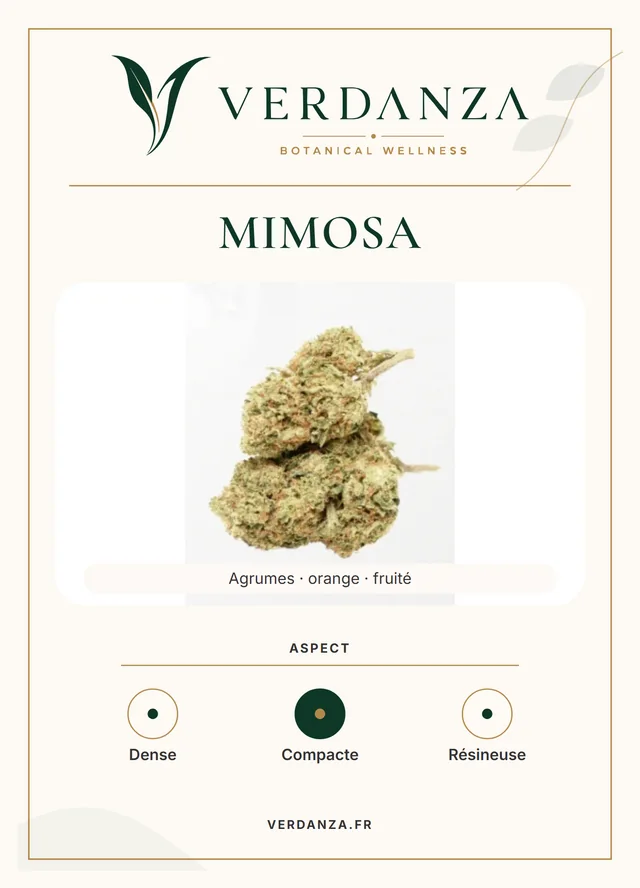 Fiche produit Mimosa Verdanza