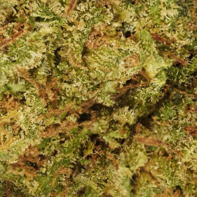 Fleur CBD Cookie Kush Indoor Verdanza, têtes vertes compactes