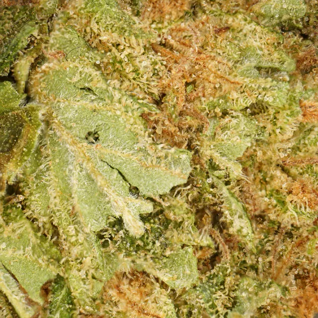 Fleur CBD Harlequin Greenhouse Verdanza, têtes italiennes sous serre
