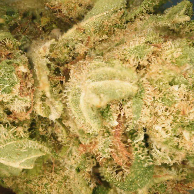 Fleur Mango Haze CBD Verdanza
