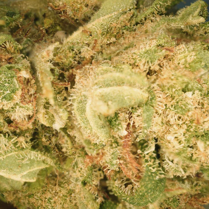 Fleur Mango Haze CBD Verdanza
