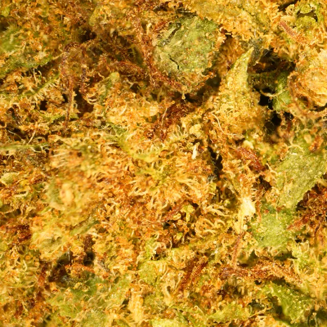 Petites têtes de fleur CBD OG Kush Verdanza, fleurs greenhouse italiennes